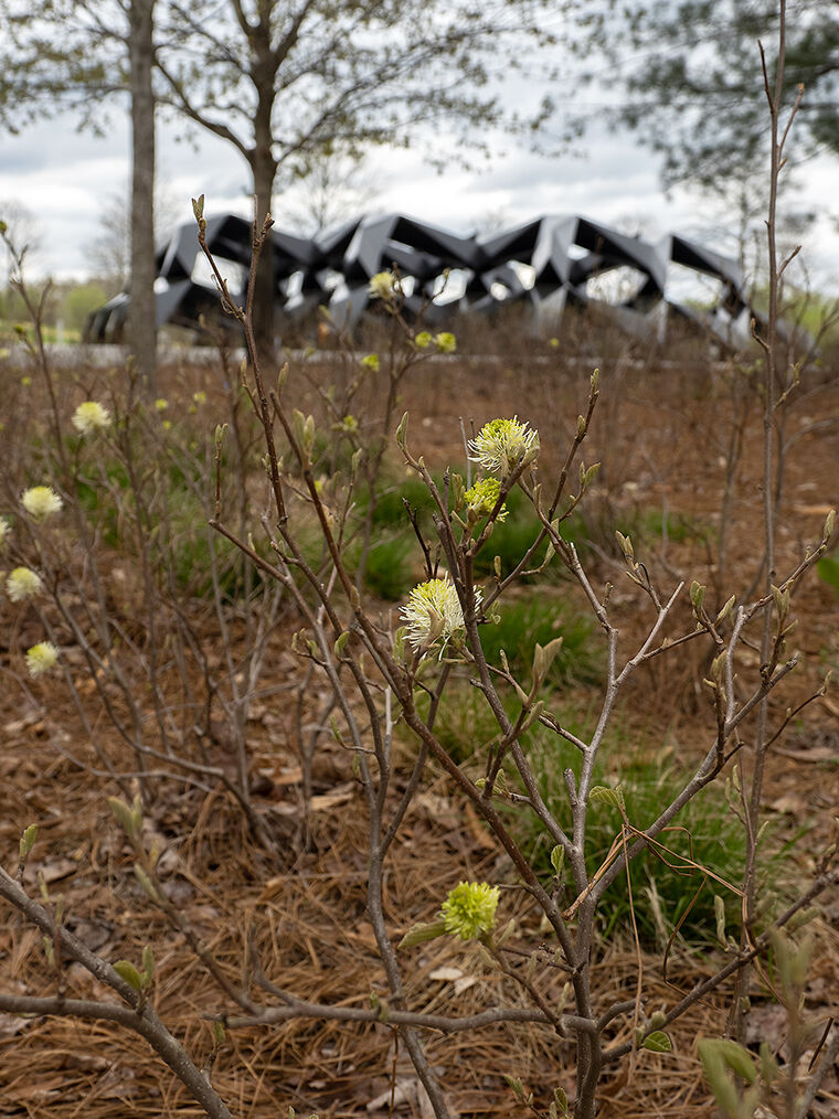 Fothergilla